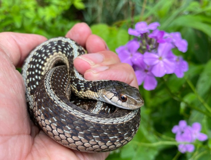 Eastern Garter Snake